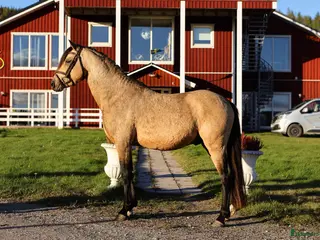 hästar Unikt framtidsämne för dressyr, hopp elr fltvn - Annons 5