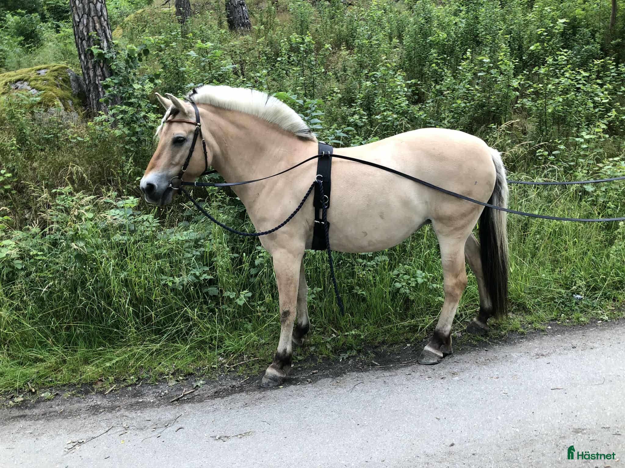  hästar Intressekoll fjording projekt - Annons 10