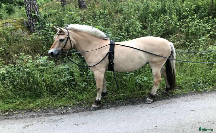  hästar i Spånga - Annons 6