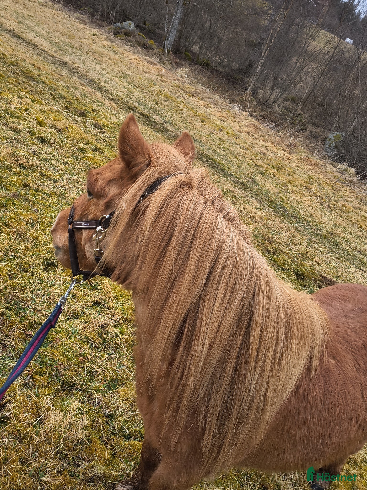  hästar Snäll inriden valack sökes  - Annons 4