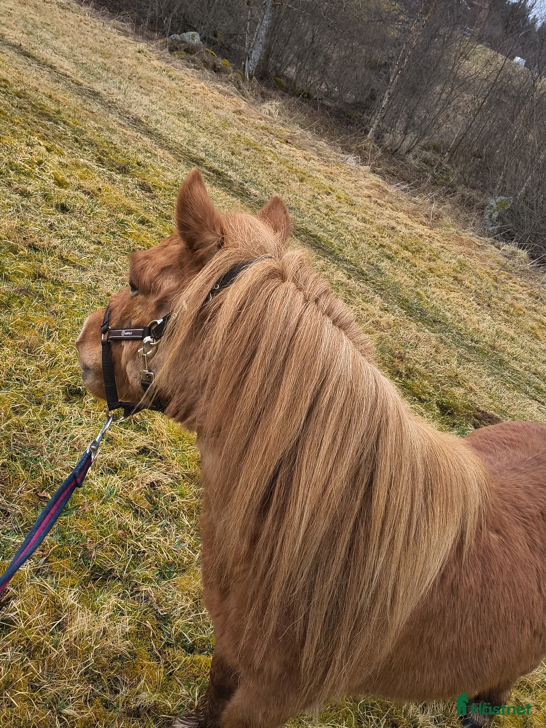 Allround hästar sökes: Snäll inriden valack sökes  i Malmbäck - Annons 1