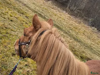 hästar Snäll inriden valack sökes - Annons 4