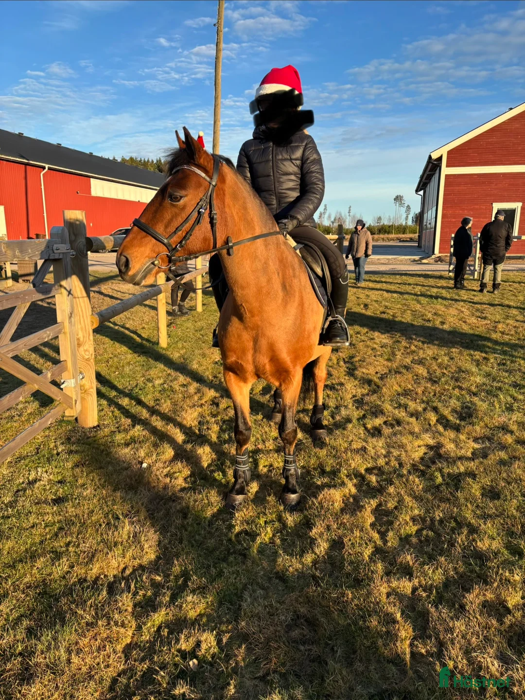 Allround hästar till salu: Snäll C-Ponny i Skara - Annons 2