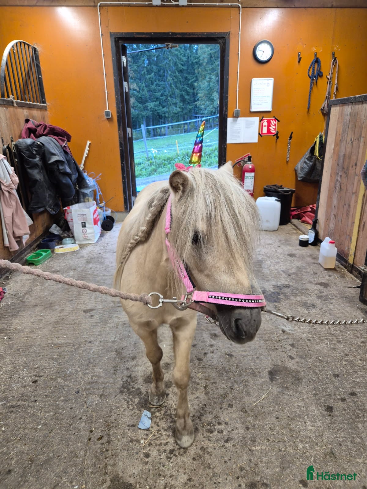  hästar Sto med personlighet i Bollstabruk - Annons 10