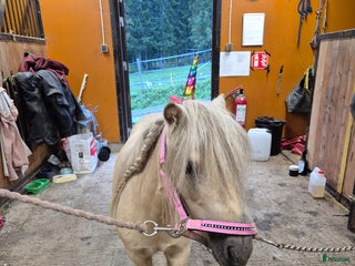 hästar Sto med personlighet i Bollstabruk - Annons 20