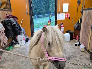 hästar Sto med personlighet i Bollstabruk - Annons 18