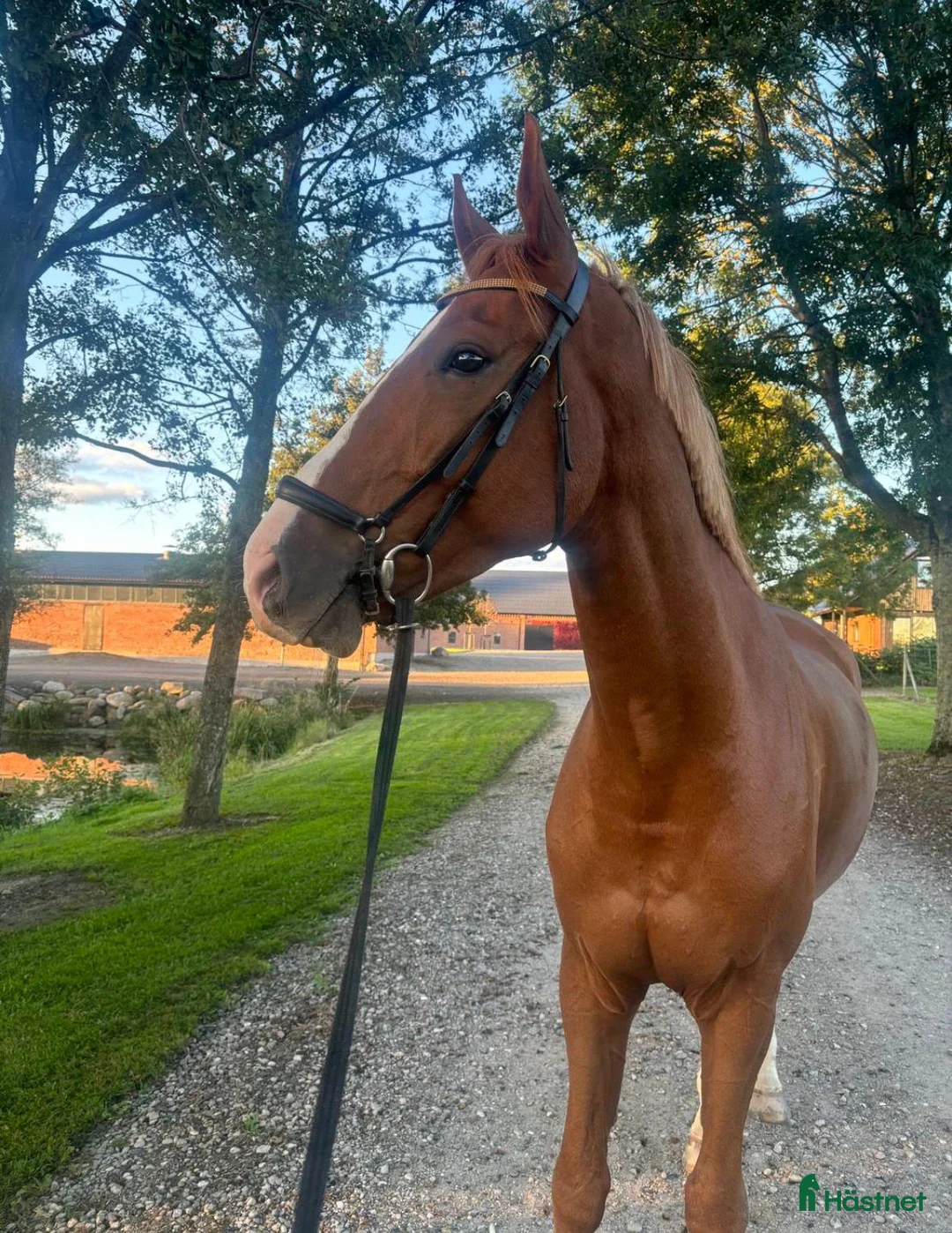 Hoppning hästar till salu: Storhoppande valack med framtiden i sporten - Annons 1