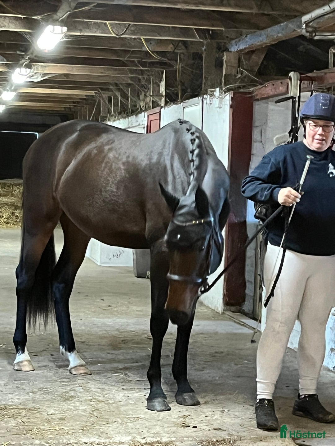 Hoppning hästar till salu: Dansk Varmblod i Ruds-Vedby - Annons 4