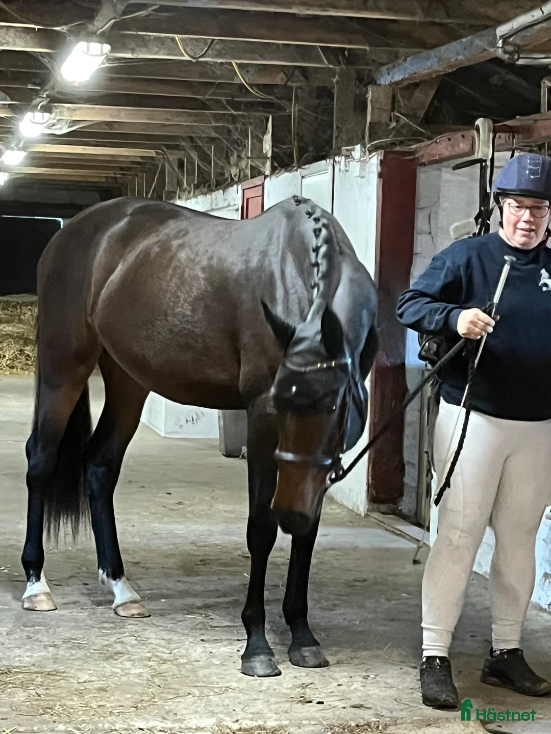 Hoppning hästar till salu: Dansk Varmblod i Ruds-Vedby - Annons 4