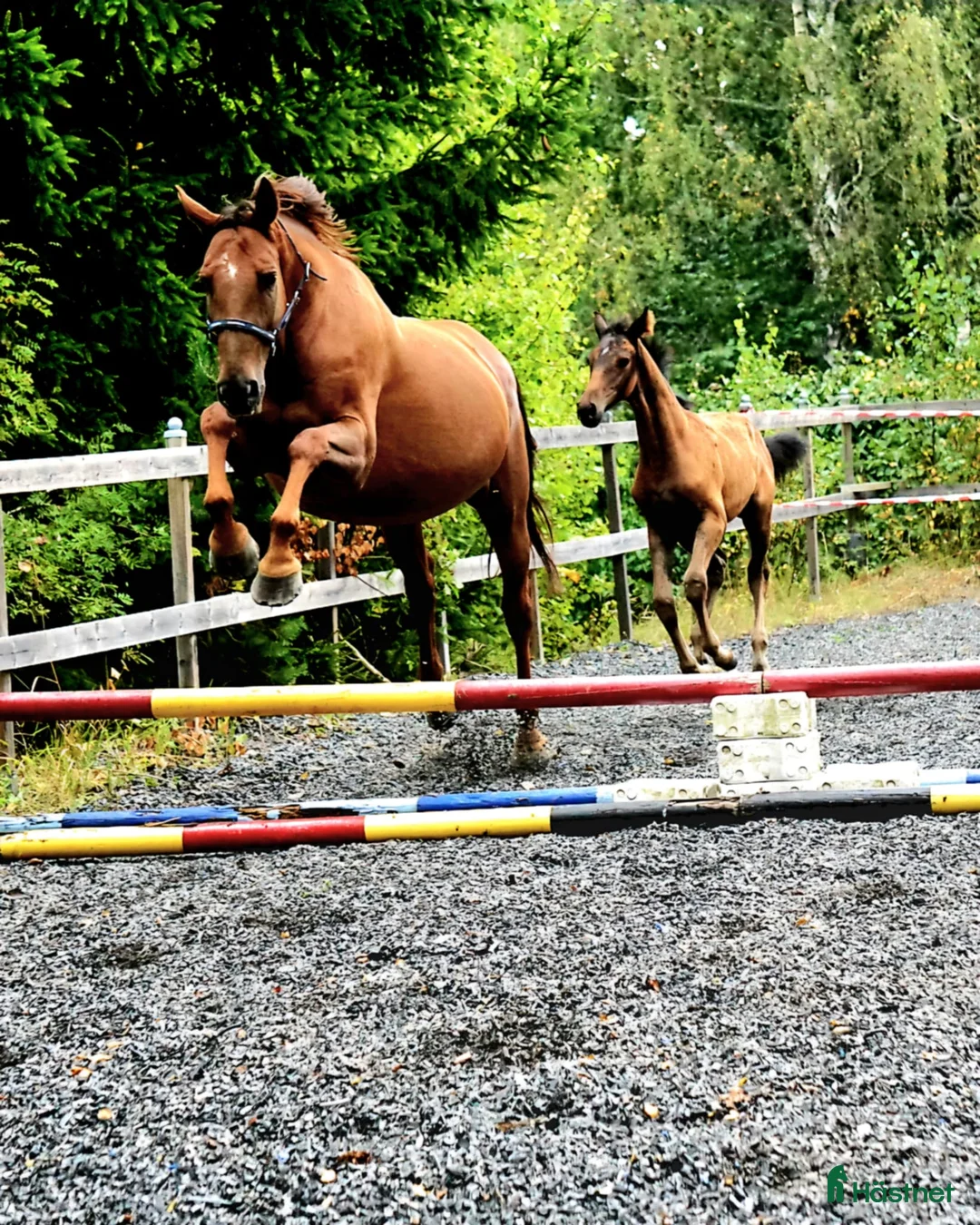 Allround hästar till salu: Leonore f. 2016 i Sköldinge - Annons 1