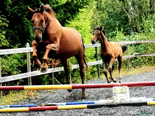 hästar Leonore f. 2016 i Sköldinge - Annons 8