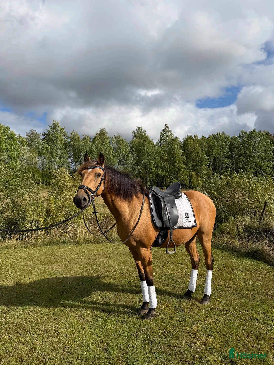 Allround hästar till salu: Vacker lusitano ponny  - Annons 3