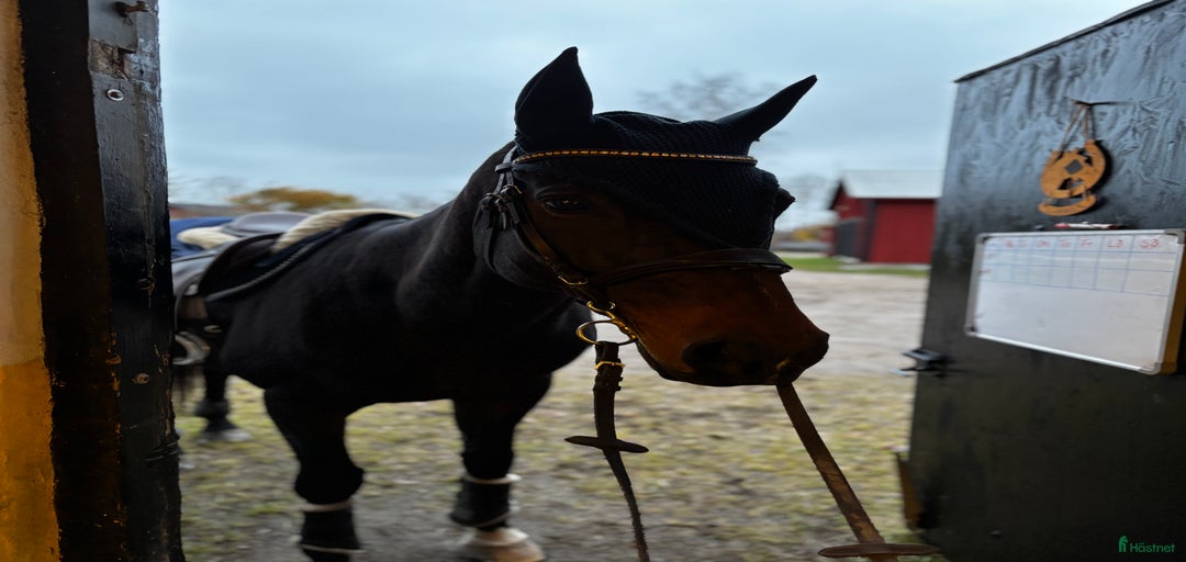 Galleribild {{count}}