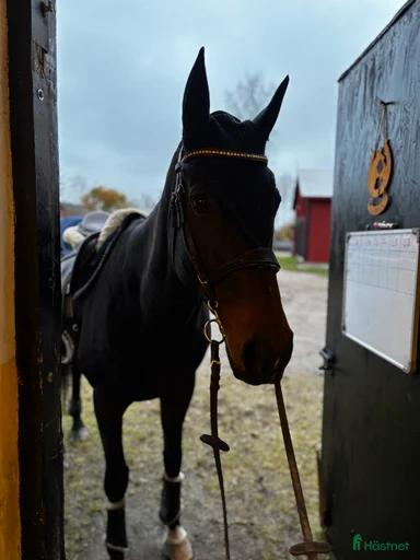 Galleribild {{count}}