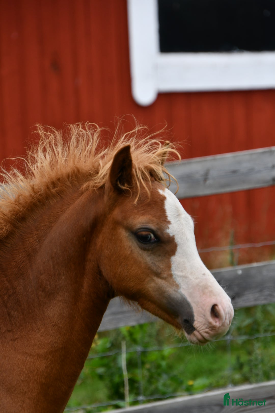 Allround hästar till salu: Ett föl som fångar blicken direkt.  i Nyköping - Annons 14