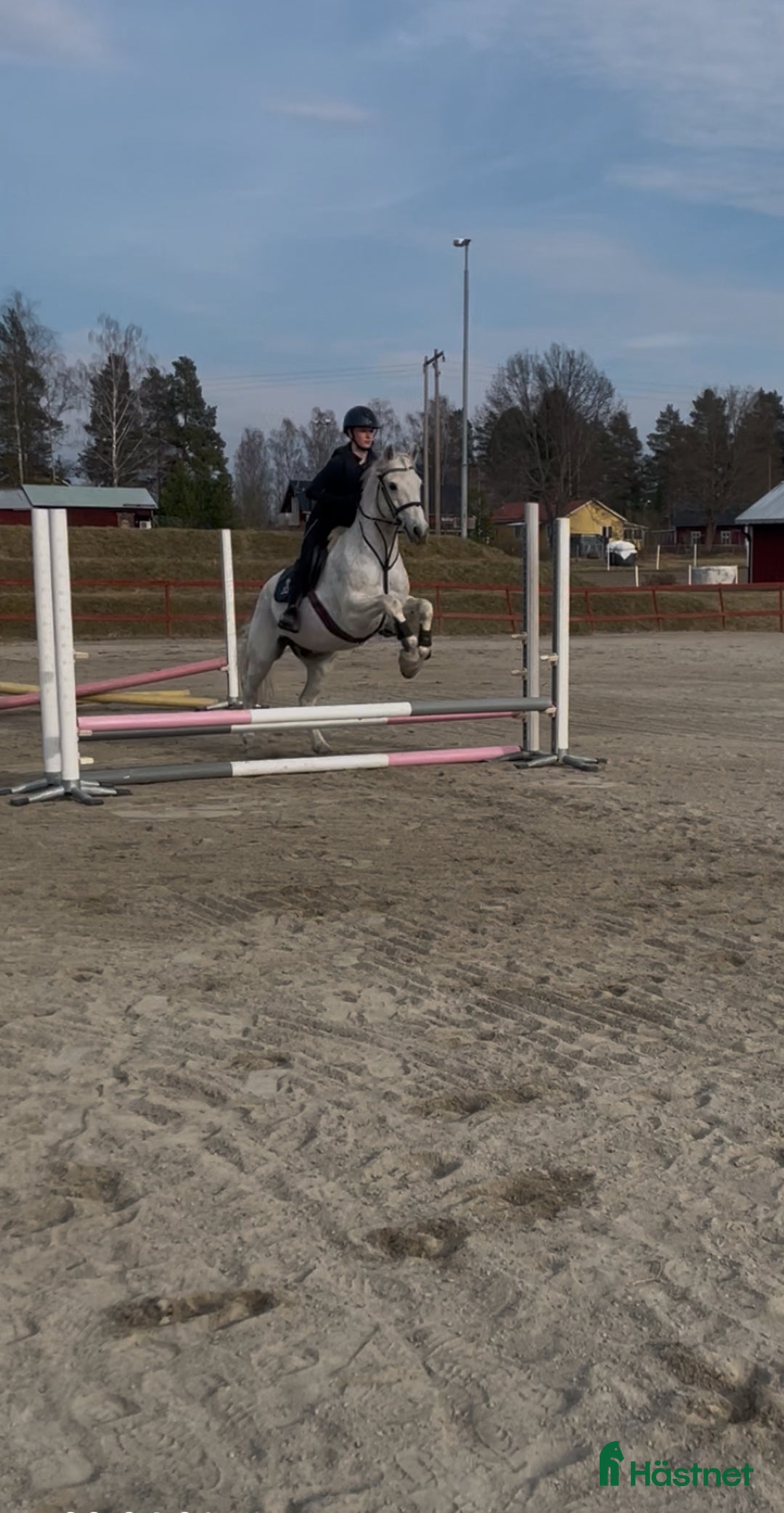  medryttarhäst sökes: Medryttarhäst sökes i Alfta - Annons 1