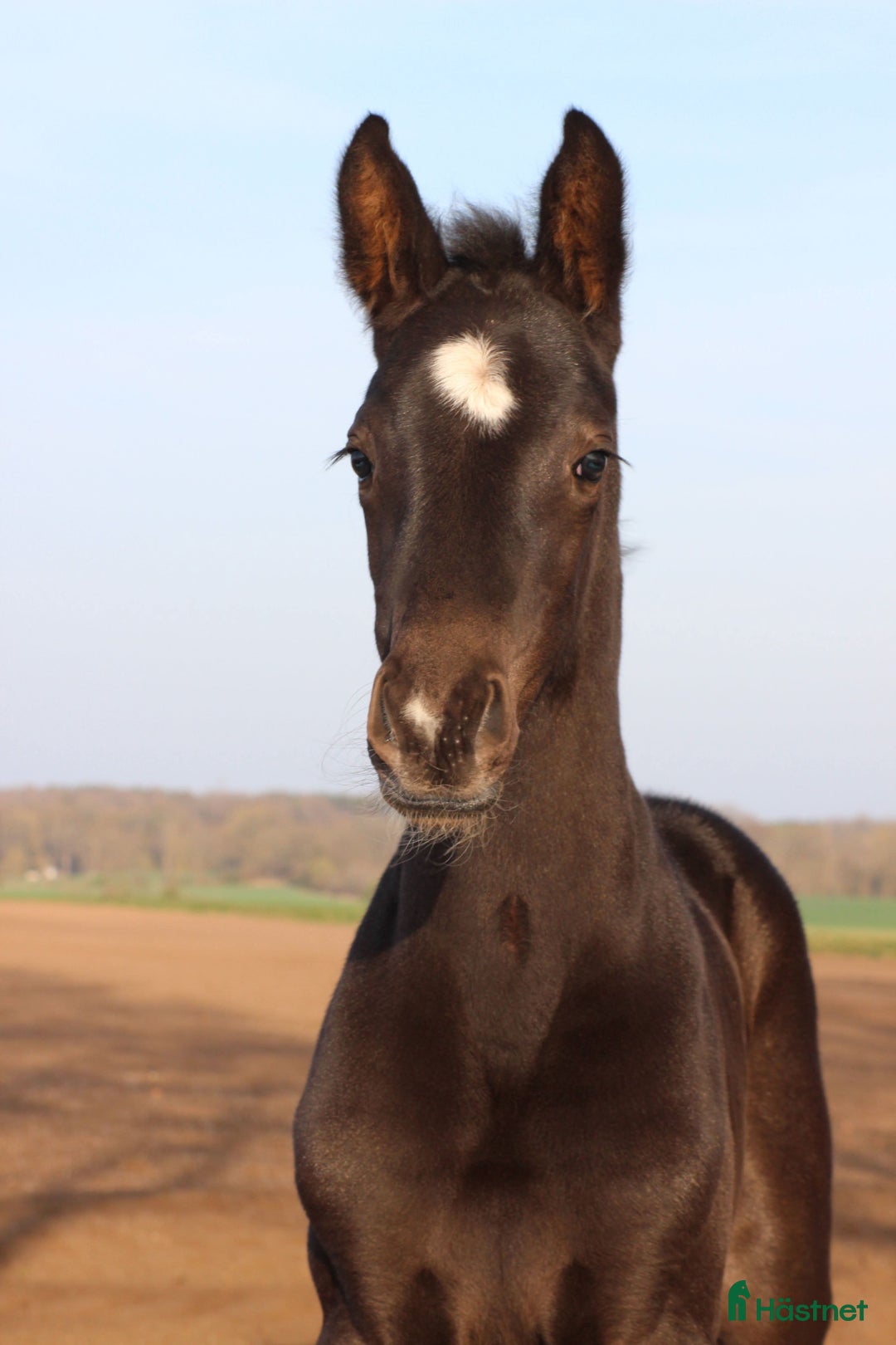Dressyr hästar till salu: Skyline to B/Don Olymbrio  i Klippan - Annons 1
