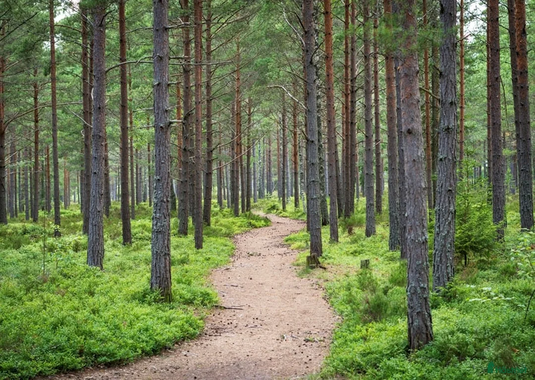 Allround hästar sökes: Intressekoll byte till skogsmulle/promenadhäst - Annons 1