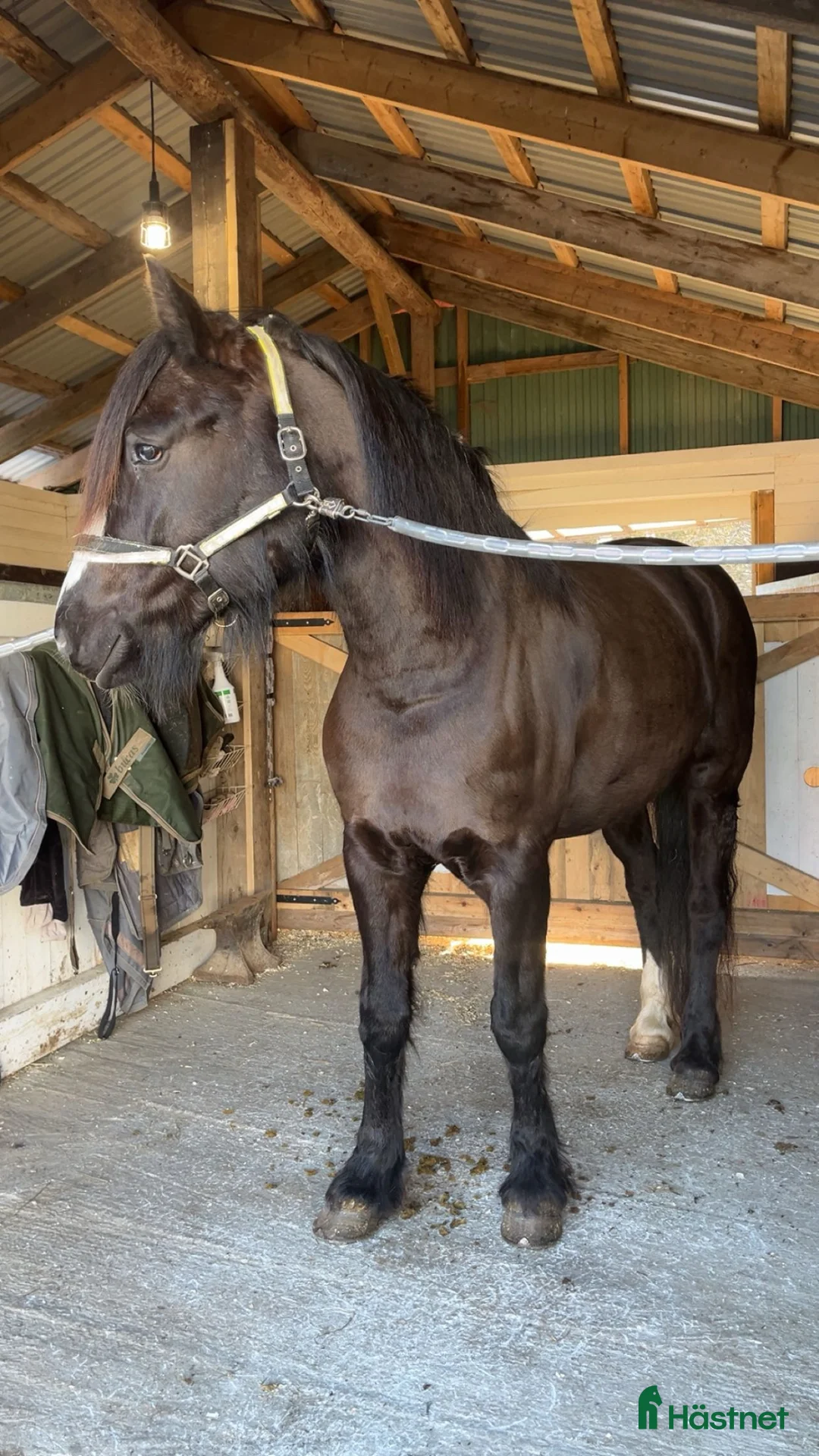 Allround hästar till salu: Fin ridhäst - Annons 2