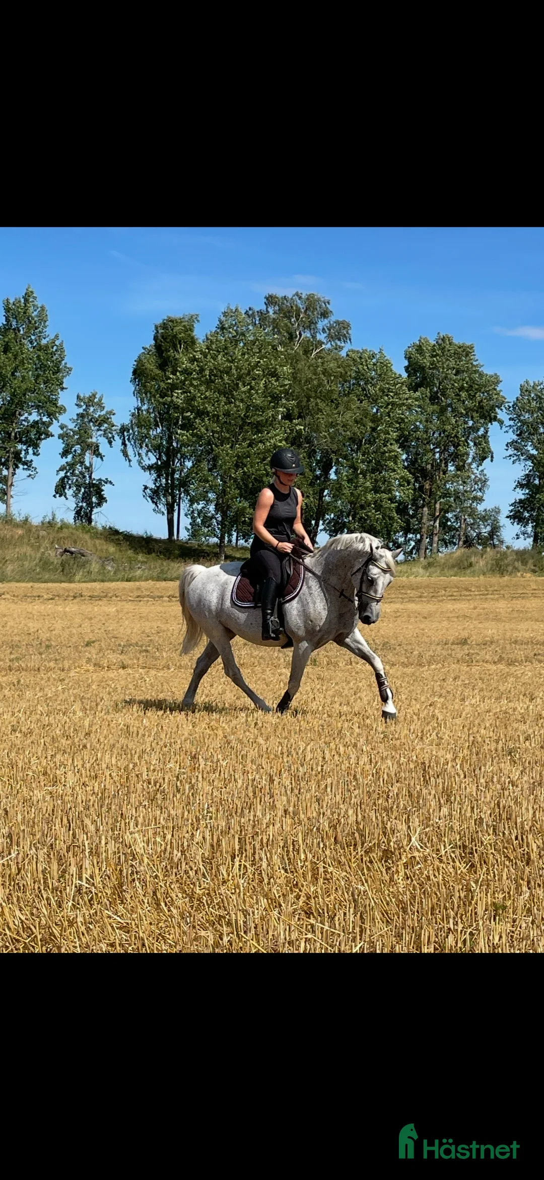 Allround hästar till salu: Speciellt sto för allround  i Eskilstuna - Annons 2