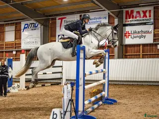 hästar Trevlig SWB valack✨ i Knislinge - Annons 13