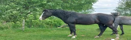 Allround hästar till salu: Töltande Rocky Mountain Horse i Linköping - Annons 2