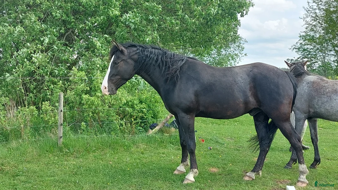Allround hästar till salu: Töltande Rocky Mountain Horse i Linköping - Annons 2