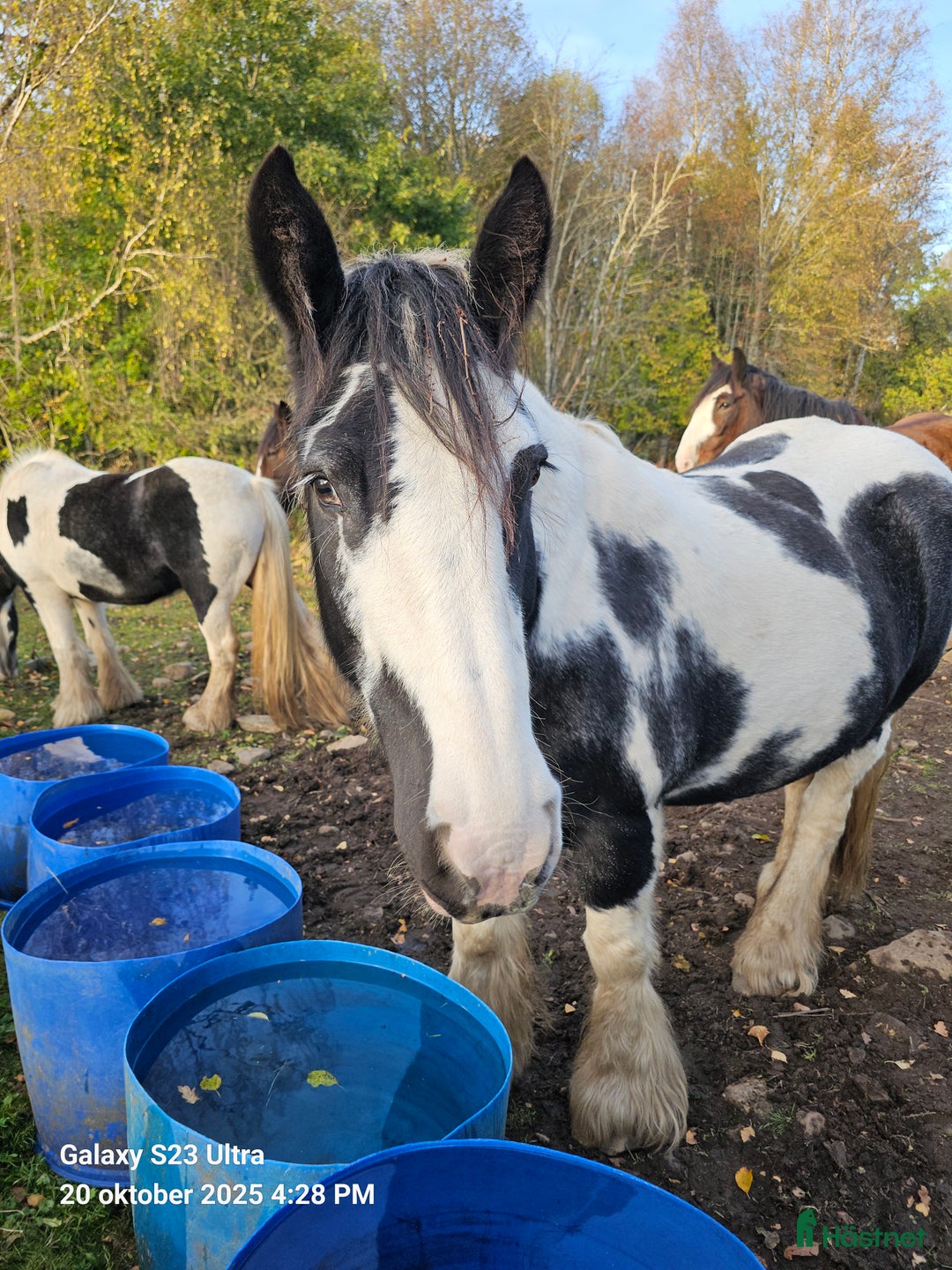 Allround hästar till salu: Tinker/GypsyCob sto  i Unnaryd - Annons 3