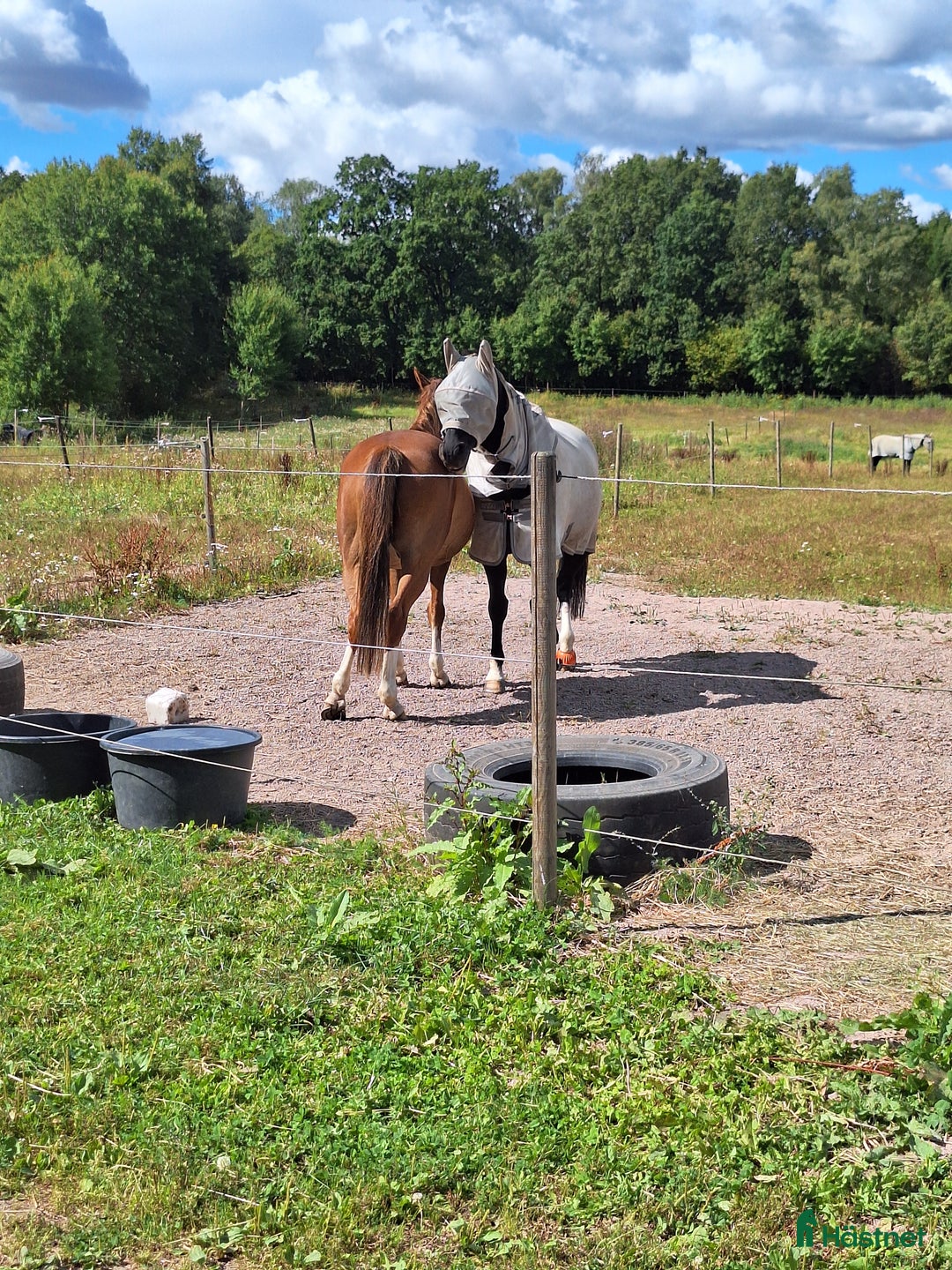  stallplats finnes: Stallplatser utanför Stehag i Stehag - Annons 2
