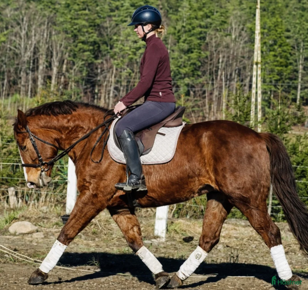 Allround hästar till salu: Fantastic D pony for everybody - Annons 2