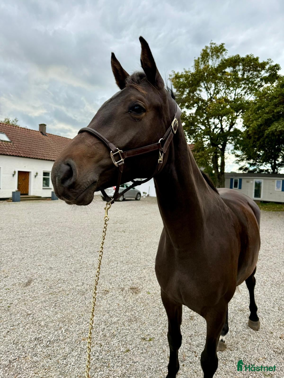  hästar Hoppsto - Annons 1