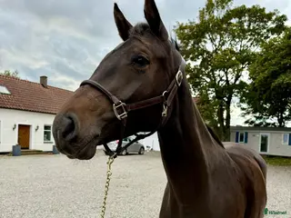 hästar Hoppsto - Annons 2
