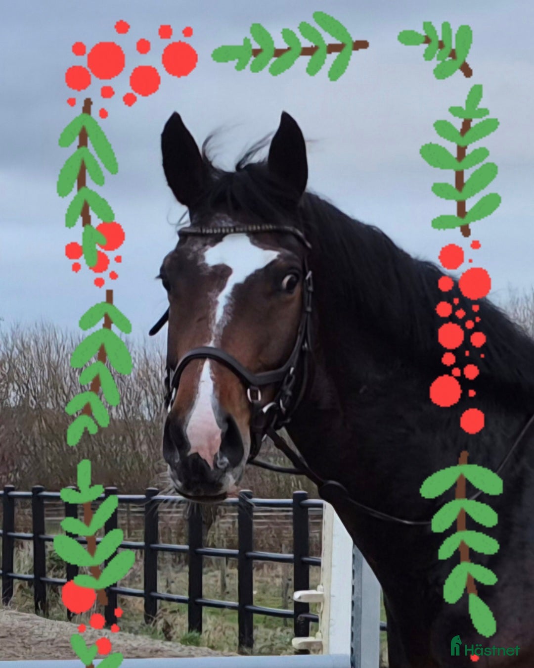  hästar Välbalanserat 5års sto i Dösjebro - Annons 14