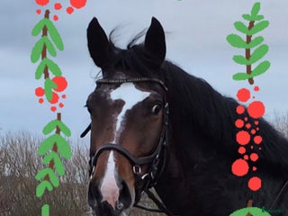 hästar Välbalanserat 5års sto i Dösjebro - Annons 4