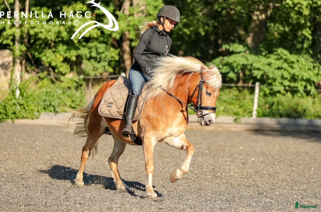  hästservice finnes: Tillridning och inridning av ponny i Stockholm 🌟 i Kista - Annons 5