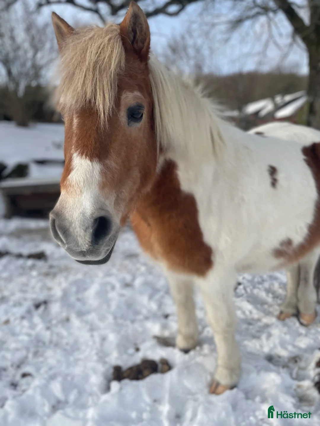 Sällskap hästar till salu: Sällskapshäst - Annons 1
