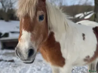 hästar Sällskapshäst - Annons 3