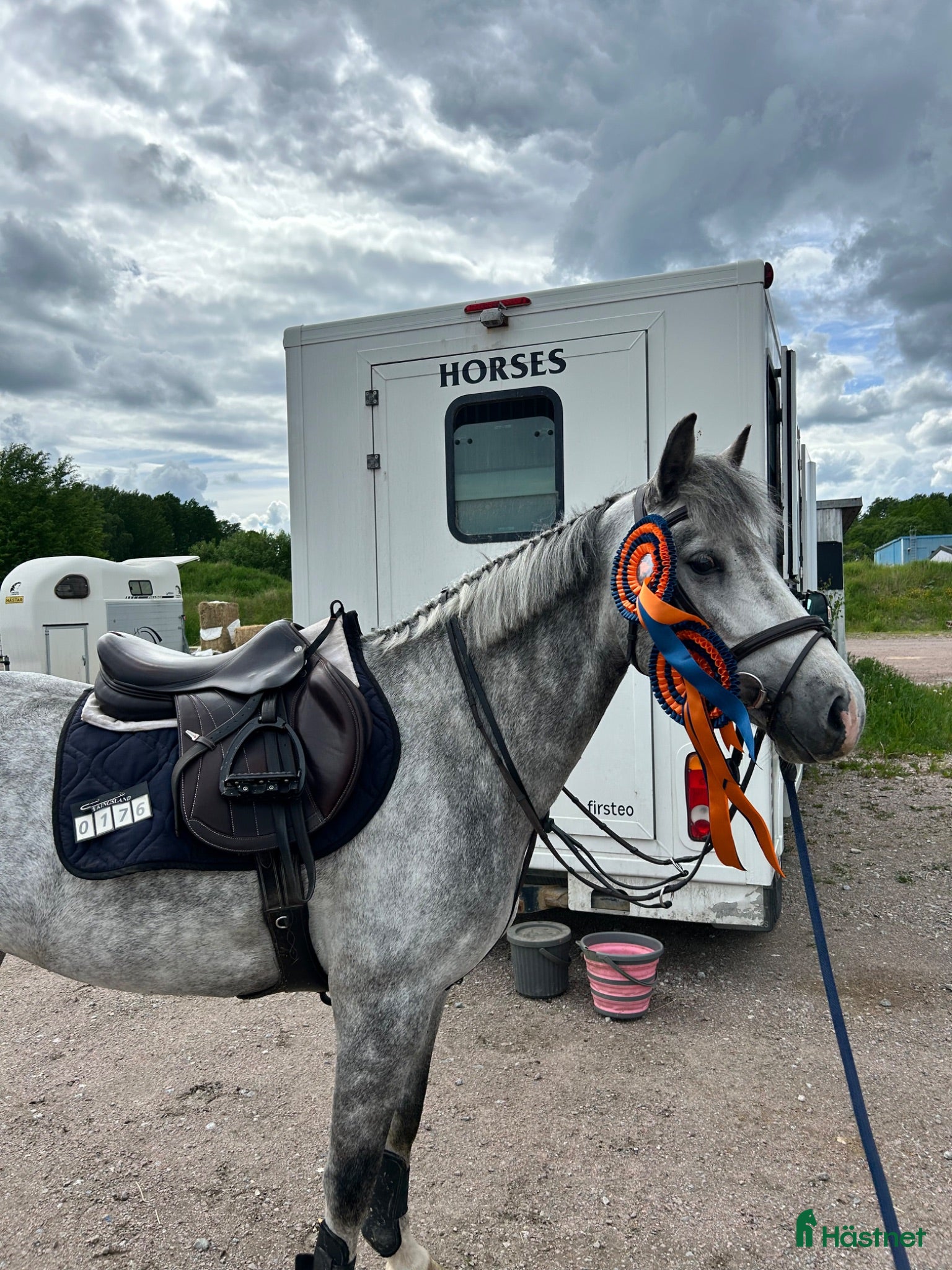  hästar 6-årig c-ponny med kapacitet - Annons 1