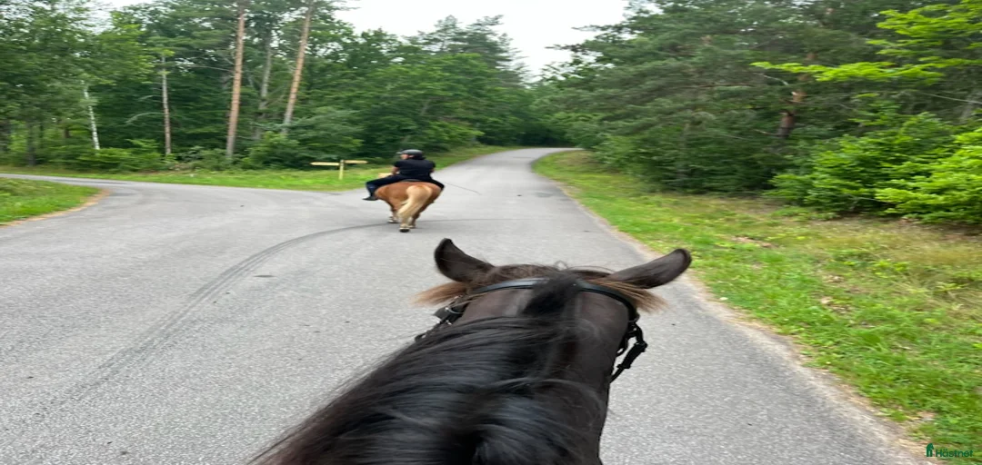 Galleribild {{count}}