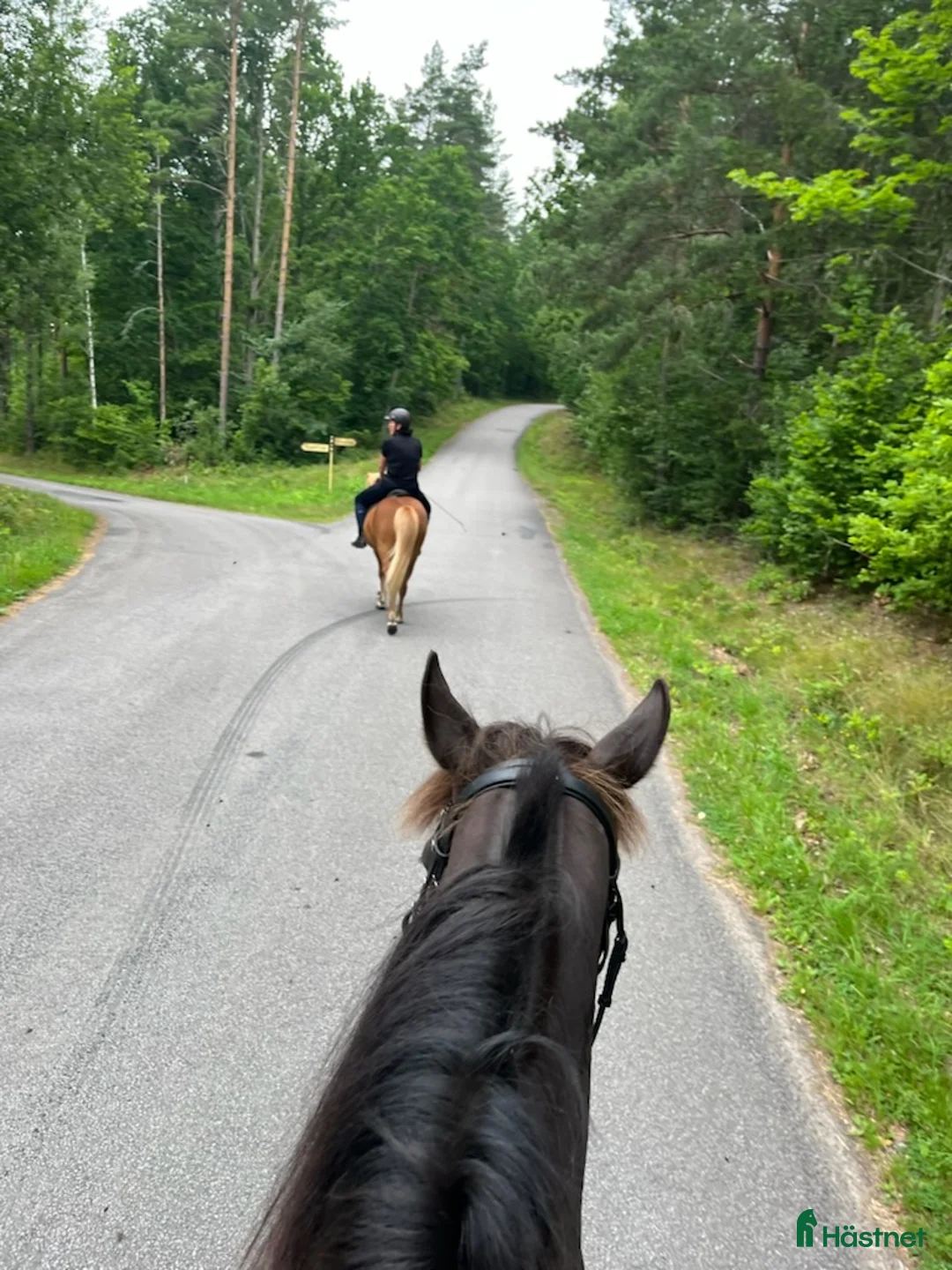 Galleribild {{count}}