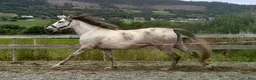 Avelshästar hästar till salu: 9 år P.R.E hoppe 168 cm, 4 føll - Annons 23