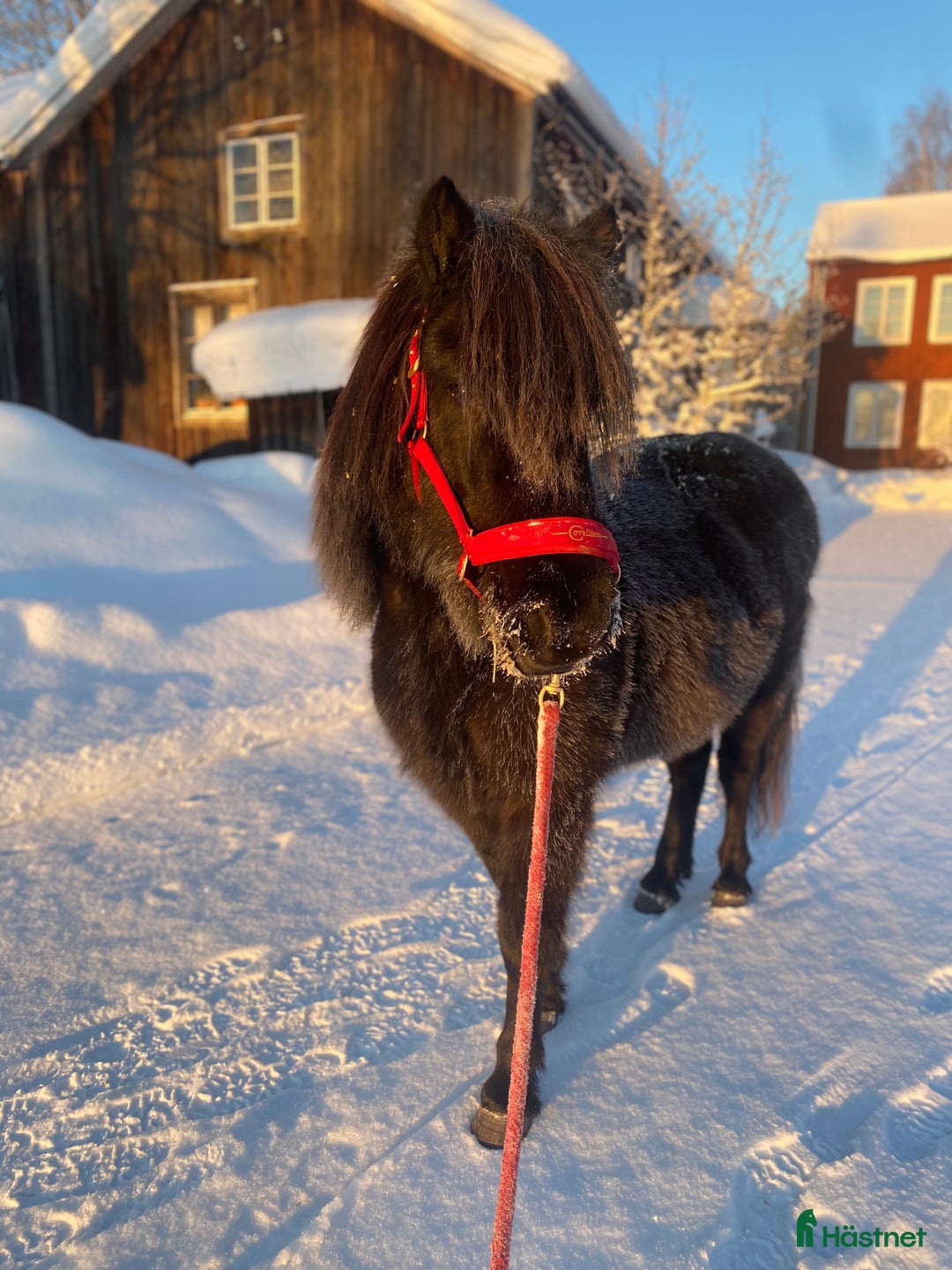 Sällskap hästar till salu: Sällskap/promenadhäst i Forsa - Bild 3