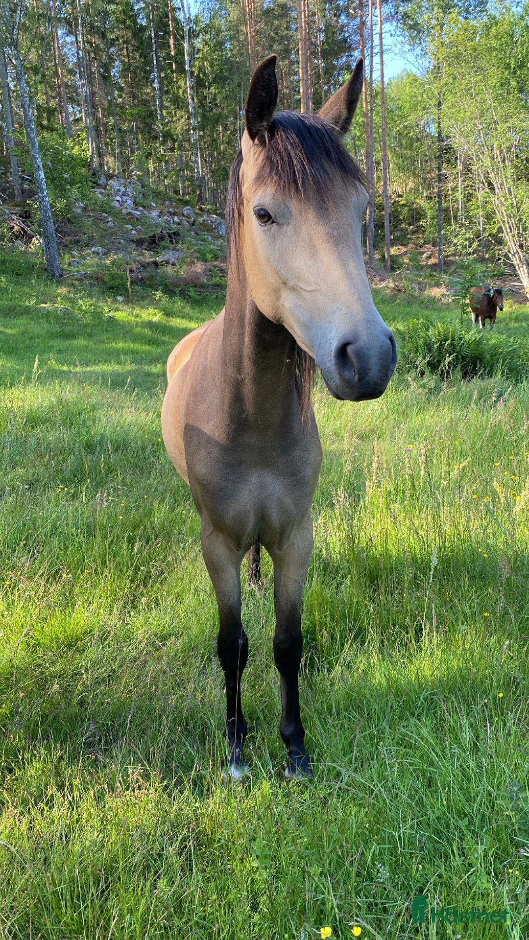 Allround hästar till salu: Den lilla hästen med det stora hjärtat!  - Annons 1