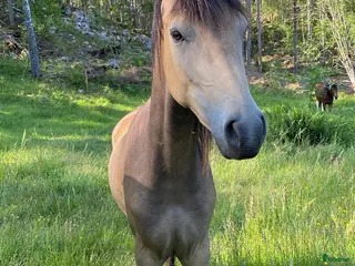 hästar Den lilla hästen med det stora hjärtat! - Annons 15