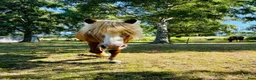  foderhäst finnes: Fodervärd sökes till Vidar 🐴 i Helsingborg - Annons 3