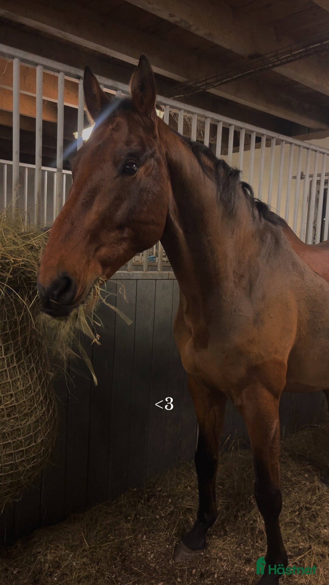 Allround hästar till salu: Pålitlig hobbyhäst i Upphärad - Annons 2