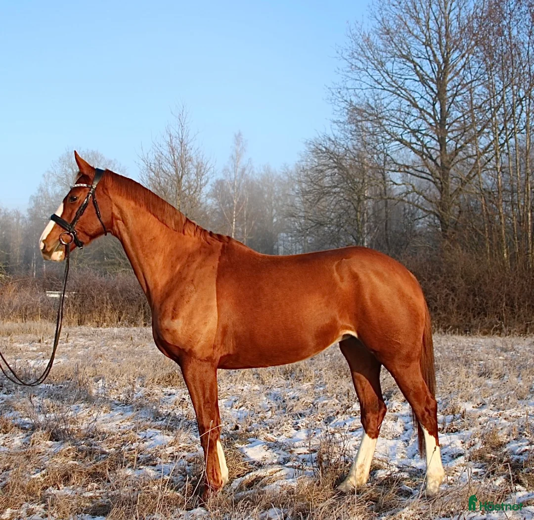 Allround hästar till salu: Avelsto Anglo/halvblod ev.lättare ridning  - Annons 2