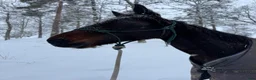 Allround hästar till salu: Varmblodsto söker rätt hem❤️ i Länghem - Annons 2