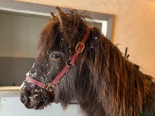 hästar Rolig häst för framtiden i Svenljunga - Annons 1