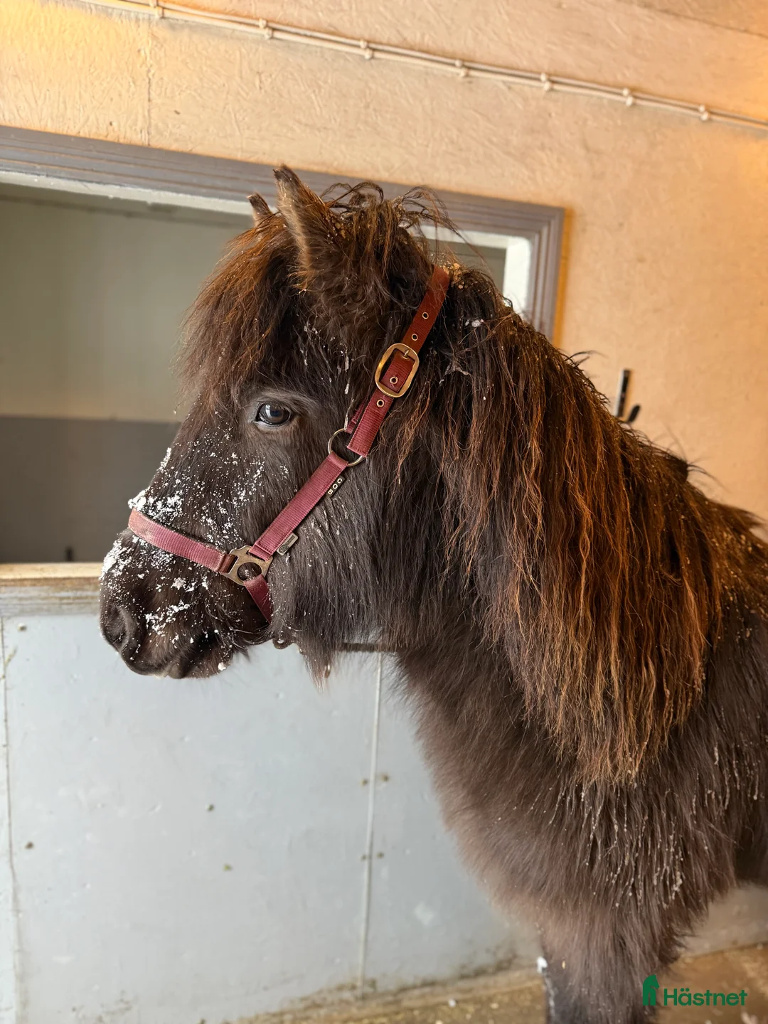 Island hästar till salu: Rolig häst för framtiden i Svenljunga - Annons 1